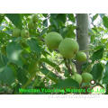 Hoge Qulit Walnut Kernels Lichte stukken te koop